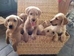 Labradoodles in Carlow for sale.