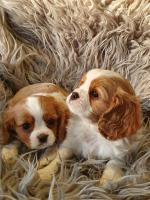 Cavalier King Charles puppies for sale.