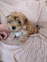 Tiny Morkies for sale.