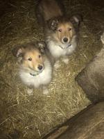 Rough Collie pups for sale.