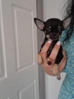 IKC registered Chihuahua puppies for sale.