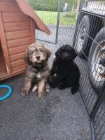 Bernedoodle puppies for sale.