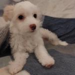 Chinese Crested x Chihuahua for sale.