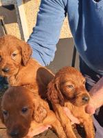 Setter puppies in Roscommon for sale.