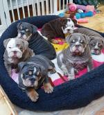 English Bulldog puppies for sale.