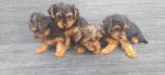 Yorkshire Terrier puppies for sale.