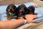 Miniature Black & Tan Smooth  Haired Dachshunds for sale.