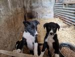 Collie pups for sale.