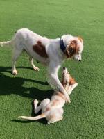 Red and White Setters, IKC registered for sale.
