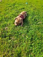 IKC Red Staffordshire Bull Terrier for sale.