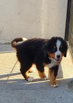 IKC registered, female Bernese Mountain Dog puppy for sale.