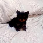Minature Yorkshire Terrier for sale.