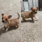 T cup Chihuahua puppies for sale.