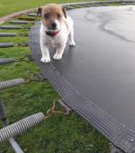 Minature Jack Russell puppies for sale.