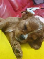 Cavalier king charles for sale.