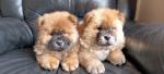 Chow Chow puppies, IKC registered for sale.