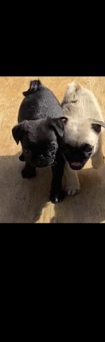 Pug Puppies for sale.
