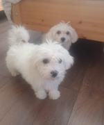 Maltese pups in Dublin for sale.