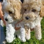 Gentle and Affectionate Cavachons for sale.