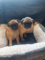 Pug puppies in Dublin for sale.