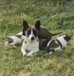 Jack Russell for sale.