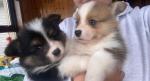 Corgi puppies in Mayo for sale.