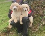 IKC Registered Poodle puppies for sale.