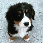 Bernese Mountain Dogs for sale.