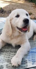 IKC Golden Retriever puppies in Mayo for sale.