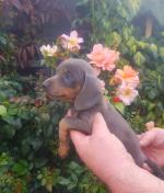 Blue Miniature Dachshund Puppy for sale.