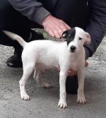 Pure bred Parson Russell Terrier pups for sale.