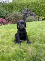 Labrador puppies, IKC registered for sale.