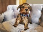 Yorkshire Terrier x Dachshund for sale.