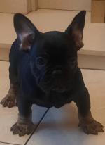 French Bulldog pups in Galway for sale.