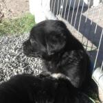 3/4labrador x 1/4 berneise mountain pup [sold].
