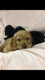 Cocker Spaniel Puppies for sale.
