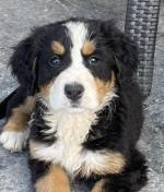 ONLY ONE FEMALE LEFT Bernese Mountain Dogs, IKC registered for sale.