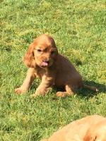 Beautiful Cocker Spaniel puppies for sale.