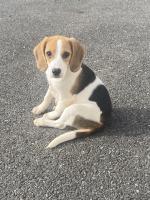 Beautiful Beagle pups for sale.