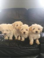 5 Thoroughbred Maltese for sale.