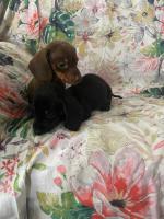 Miniature Dachshund pup 1 female 2 males for sale.