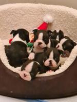 Boston Terrier puppies for sale.