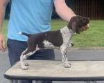 German Shorthaired Pointer for sale.