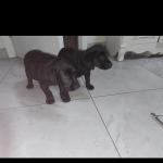 Black Labrador pups in Dublin for sale.