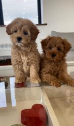 Amazing Maltipoo puppies for sale.