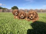 Cavapoos for sale.