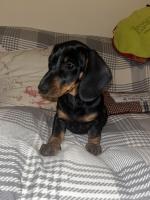 Miniature Dachshund female pup for sale.