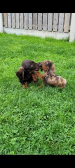 Miniature Dachshund puppies for sale.
