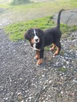 IKC Registered Bernese Mountain Dog puppies for sale.