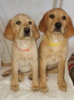 Labrador pups, IKC registered for sale.